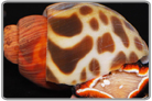 Babylonia Snail